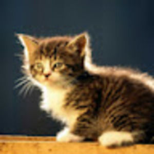 Meet your Posher, Lori